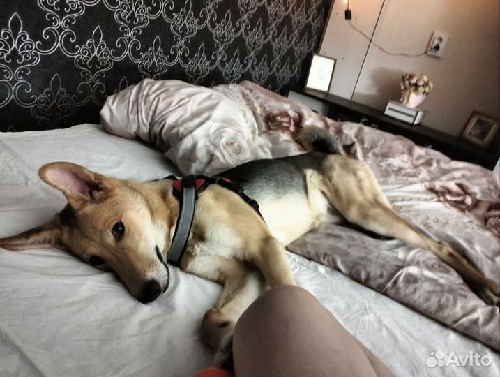 Собака