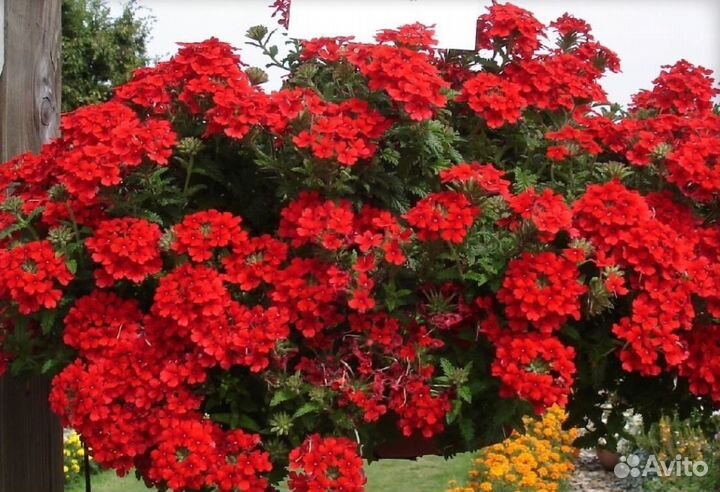 Вербена вегетативная