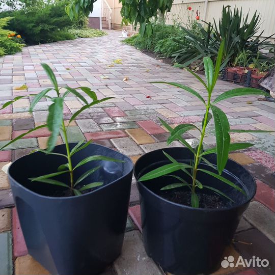 Олеандр махровый