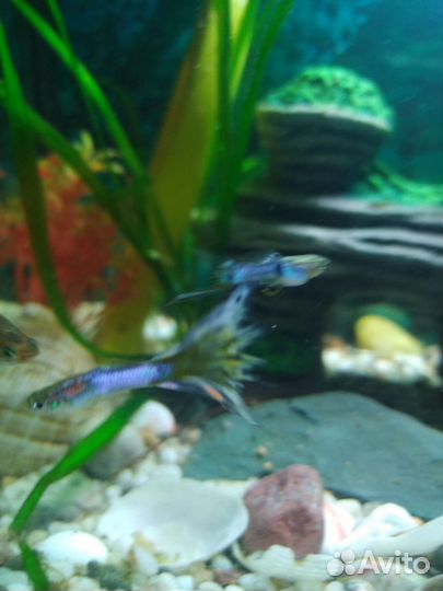 Аквариумные рыбки гуппи