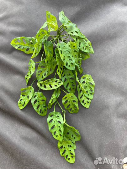 Монстера манки