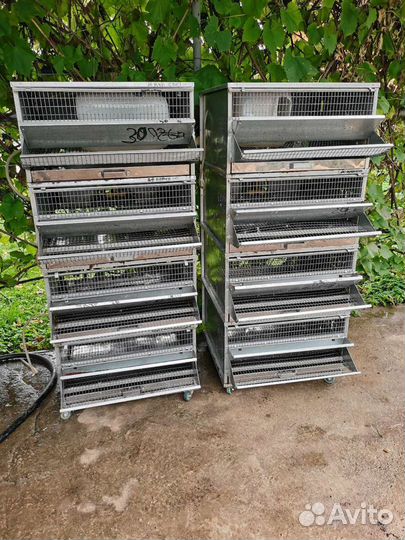 Клетка для перепелов бу