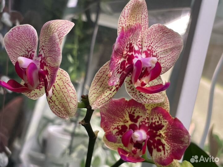 Фаленопсисы, псевдоэрантемум