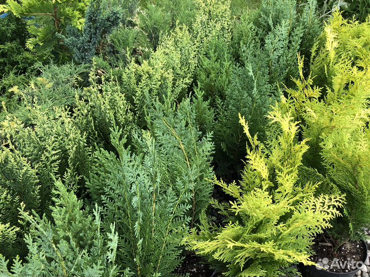 Кипарисовики колоновидные