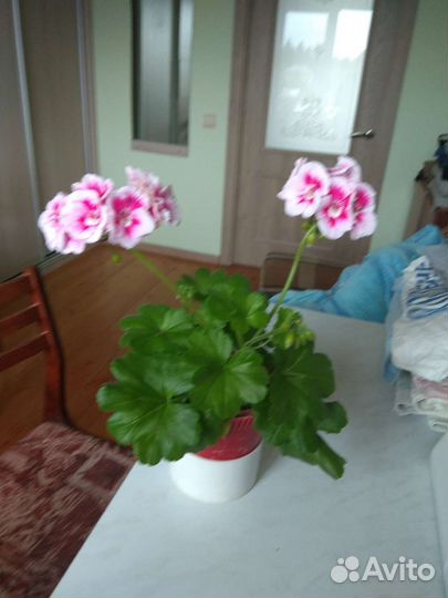 Комнатные цветы