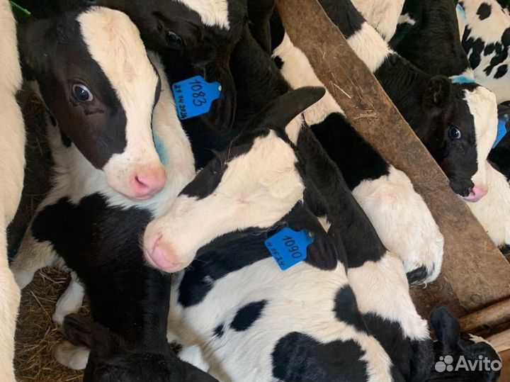 Телята бычки