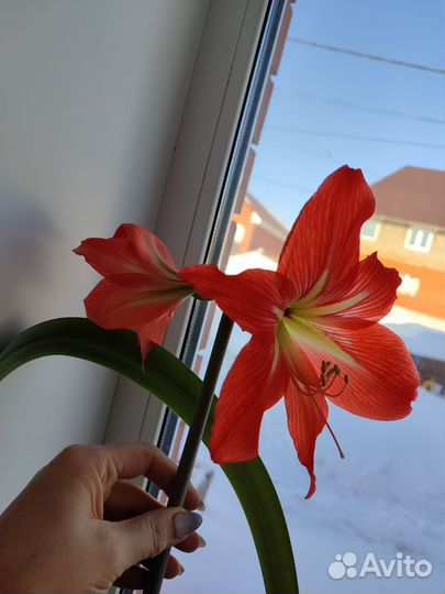 Гиппеаструм