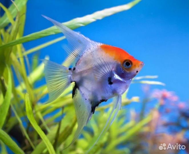 Рыба скалярия кои Аквариумные рыбки в ассортименте