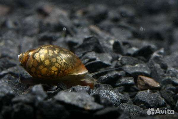 Улитки аквариумные