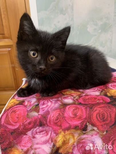 Котенок мальчик бесплатно в добрые руки