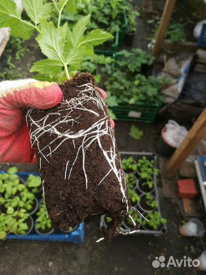 Прайм Арк Горизонт саженцы ежевики