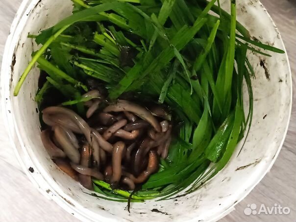 Черви выползки