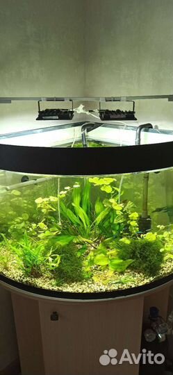 Аквариум угловой с тумбой 100л и принадлежности