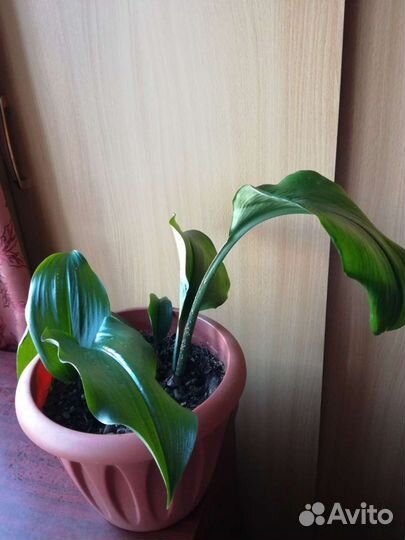 Лилия Эухарис