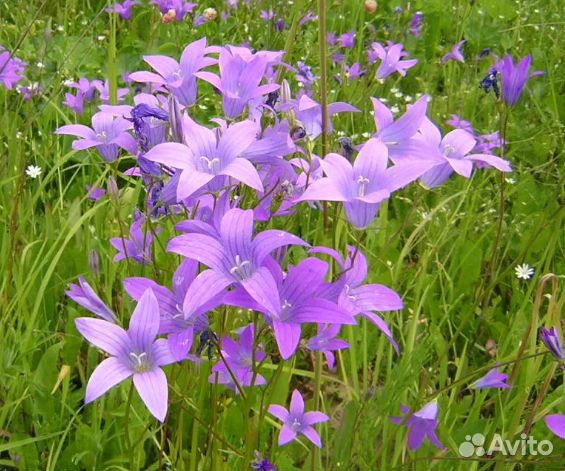 Семена садовых цветов