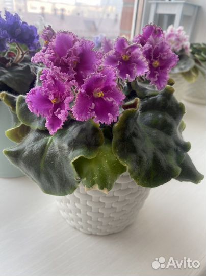 Листочки фиалок