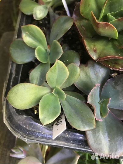 Набор суккулентов Эхеверий 10 шт