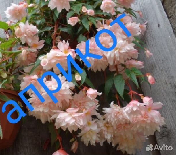 Бегония беллекония