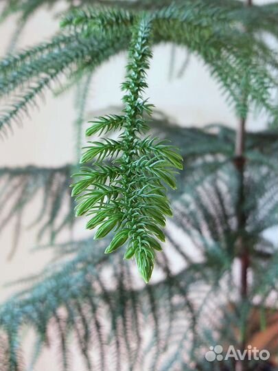 Араукария чилийская