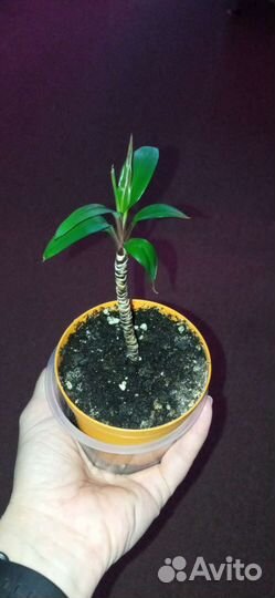 Кордилина кустарниковая