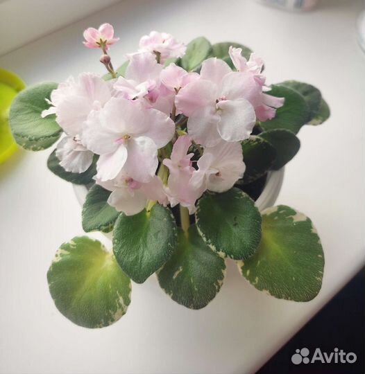 Фиалка сортовая