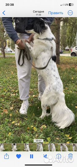 Собака в добрые руки