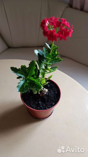 Каланхоэ махровый