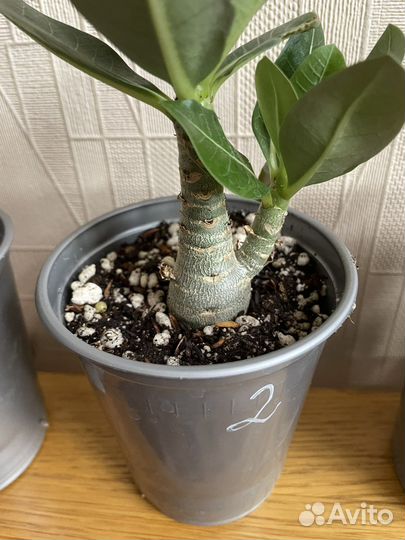 Адениум арабикум