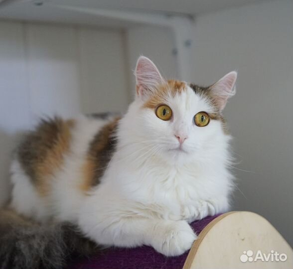 Красивая кошечка Агата в добрые руки