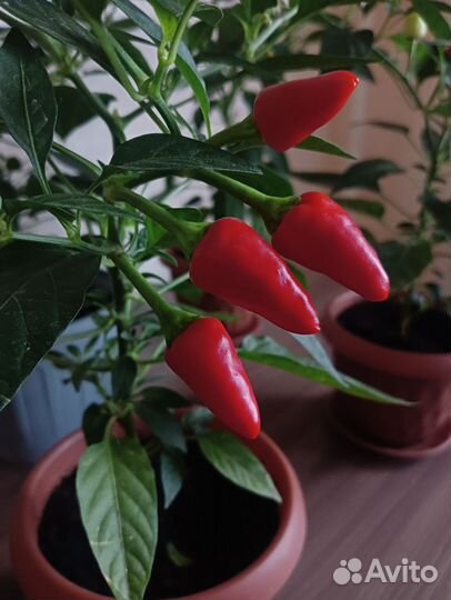 Перец комнатный острый огонёк