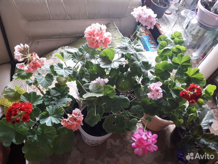 Пеларгония герань