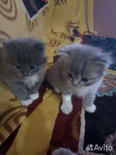 Британская кошка(это мама)