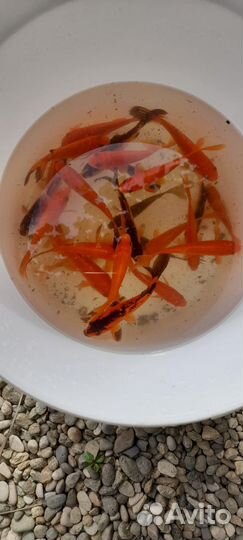 Красный карась