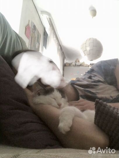 Аляска ищет дом