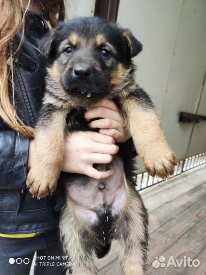 Немецкая овчарка