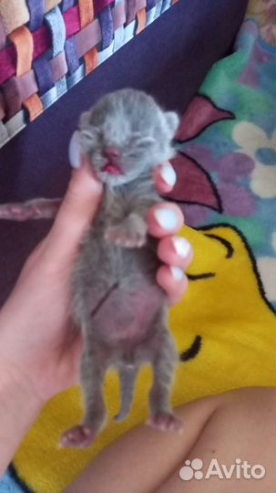 Котята в добрые руки британец