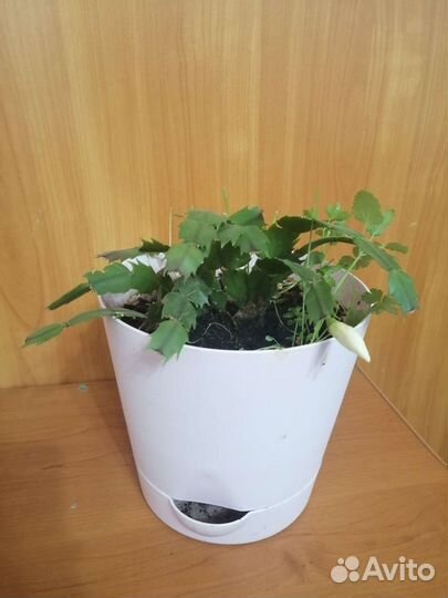 Шлюмбергера