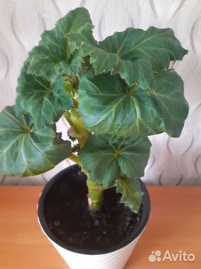 Бегония оранжевого цвета