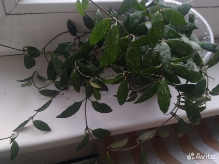 Коллекционные хои