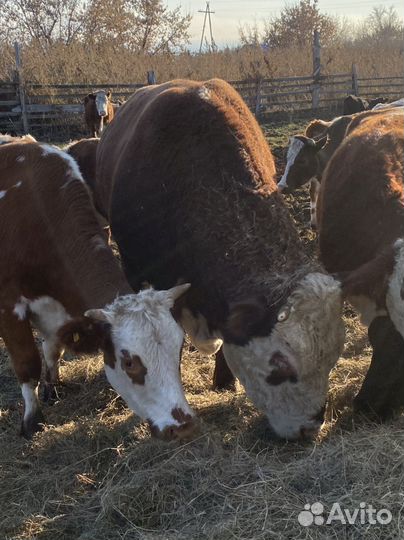 Бычки и телки