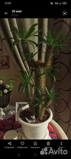 Комнатные цветы