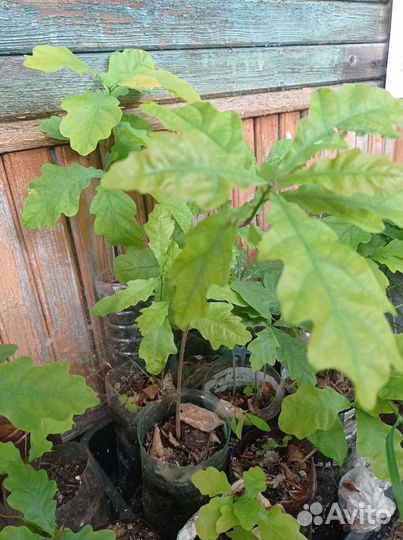 Саженцы дуба