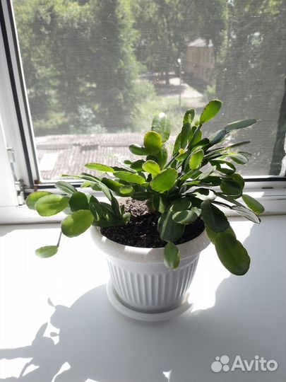 Комнатные цветы