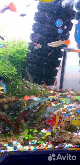 Аквариумные жители