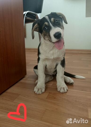 Щенок-девочка в добрые руки