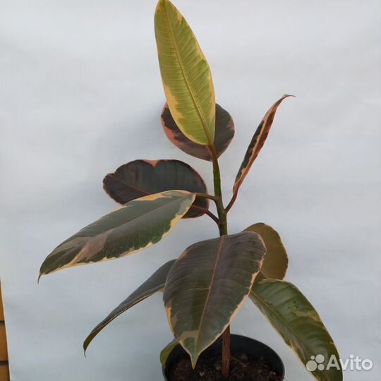 Фикус Белиз