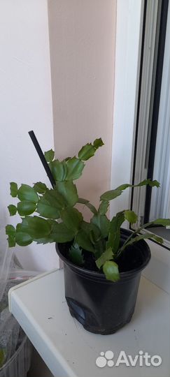 Шлюмбергера