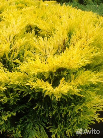 Саженцы горизонтальных можжевельников в горшках