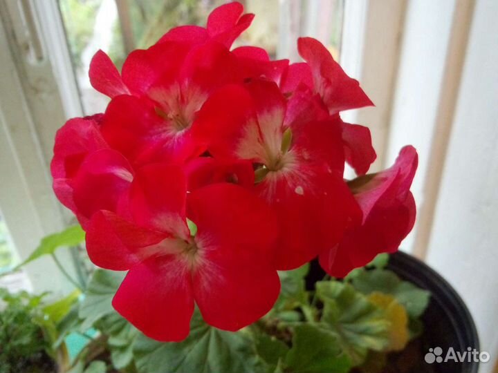 Алоэ, алоэ-вера, педилантус,фикус, лук лечебный