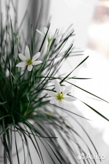 Зефирантес или выскочка